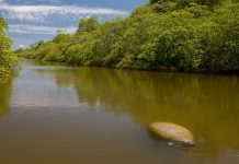 Peixes-bois marinhos são transferidos de PE para readaptação em APA na Paraíba